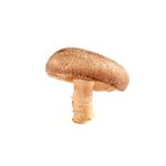 Shiitake
