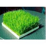 EasyGreen Large Wheatgrass Tray