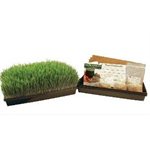 Wheatgrass Soil-less Growing Kit
