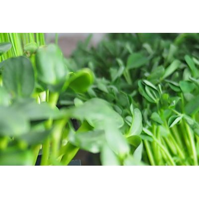 Greens 2 u Pousses vertes fraîches