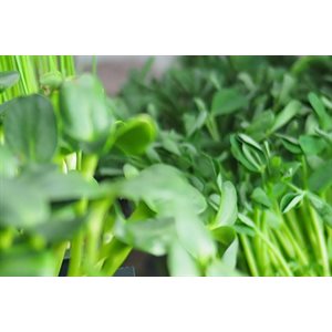Greens 2 u Pousses vertes fraîches