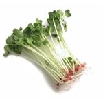 Mumm's Graines de radis daikon certifiées biologiques 200gr