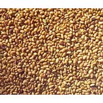 Mumm's Certified Organic Alfalfa Seeds 125gr
