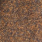 Mumm's Graines d'arugula certifiées biologiques 125gr