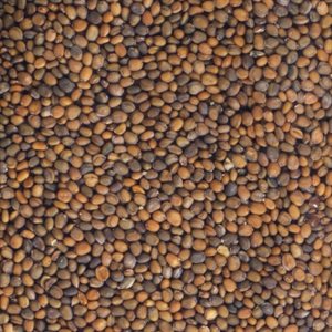 Mumm's Certified Organic Arugula Seeds 125gr