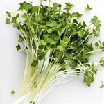 Mumm's Certified Organic Broccoli Raab Seeds 200gr