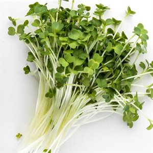 Mumm's Certified Organic Broccoli Raab Seeds 200gr