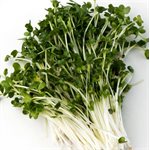 Mumm's Graines de brocoli certifiées biologiques 200gr