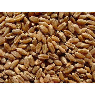Mumm's Certified Organic Wheat Berries 1kg