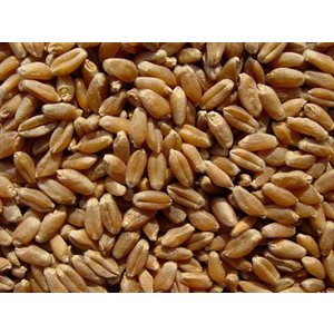Mumm's Certified Organic Wheat Berries 1kg