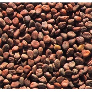 Mumm's Certified Organic Daikon Radish Seeds 200gr