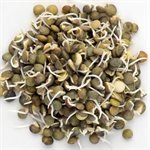 Mumm's Certified Organic Green French Lentils 275gr