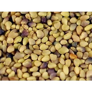 Mumm's Certified Organic Red Clover Seeds 250gr