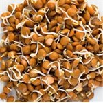 Mumm's Petites lentilles cramoisi certifiées biologiques 275gr