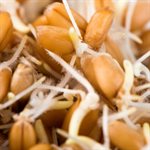 Mumm's Certified Organic Wheat Berries 1kg