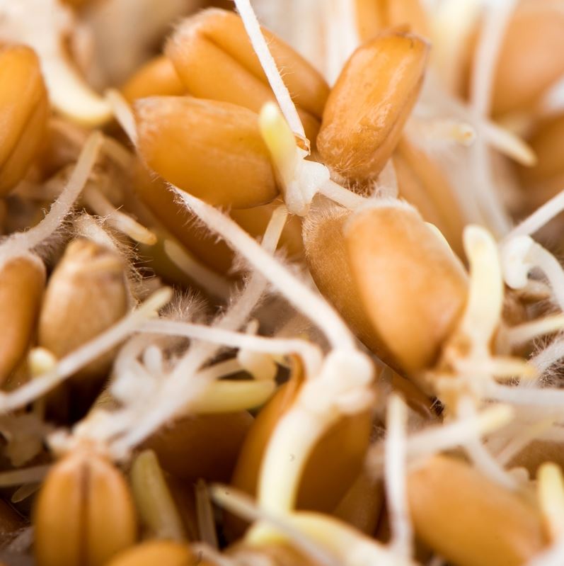 Mumm's Certified Organic Wheat Berries 1kg Raw Nutrition Canada